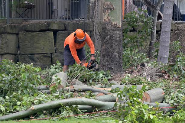 Best Tree Stump Removal  in USA